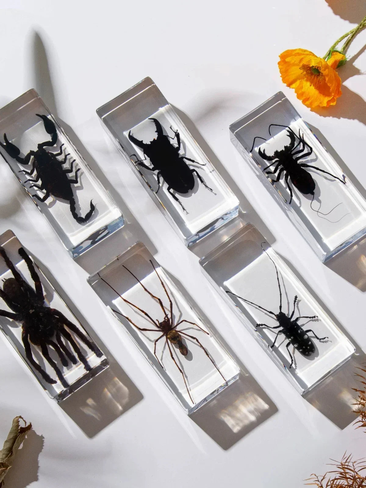 Real Animal Insect Specimens Resin Wrapped Mantis Spiders Scorpions Locusts Centipedes Hornets Bees Butterflie Home Decoration