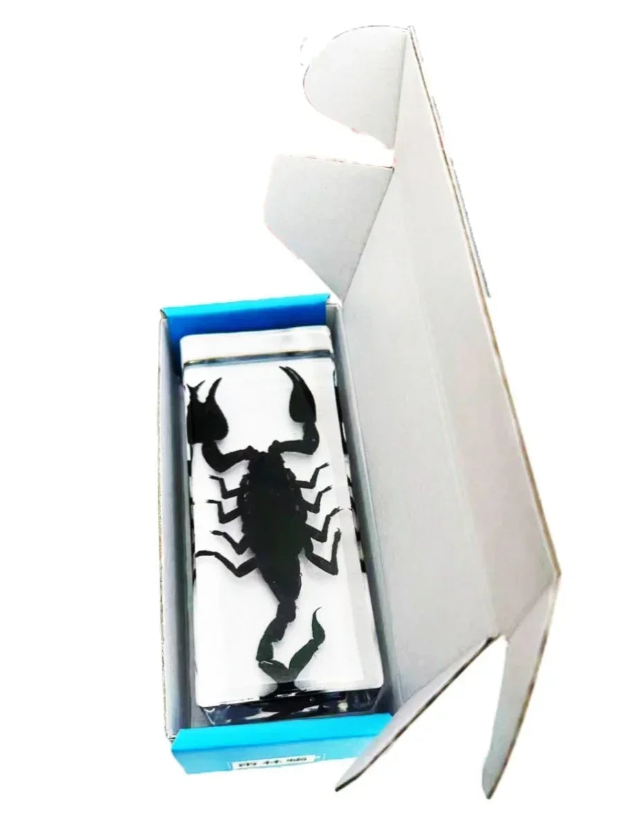 Real Animal Insect Specimens Resin Wrapped Mantis Spiders Scorpions Locusts Centipedes Hornets Bees Butterflie Home Decoration
