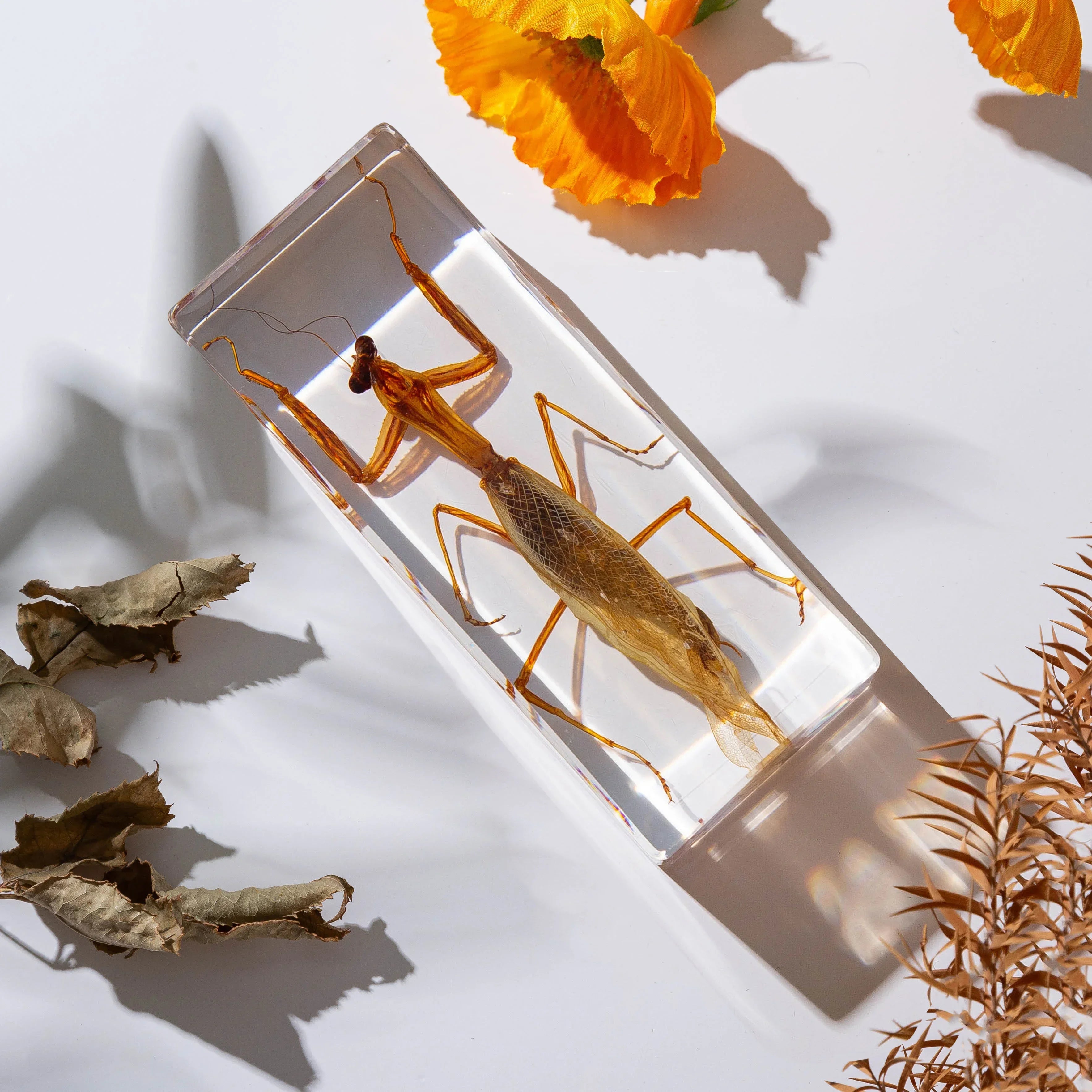 Real Animal Insect Specimens Resin Wrapped Mantis Spiders Scorpions Locusts Centipedes Hornets Bees Butterflie Home Decoration