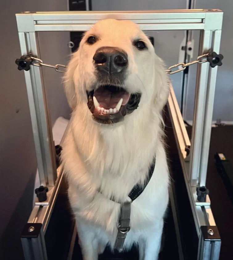 Dog Treadmill For Large Dogs: Indoor & Outdoor Canine Running Machine For Pet Health And Fitness, Doggy Exercise Equipment