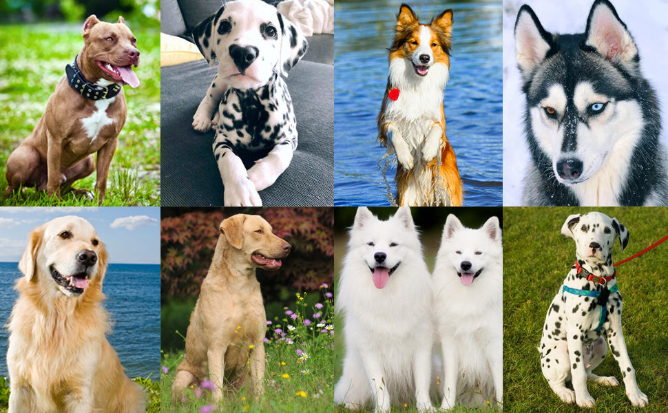 Dog Training Clicker Pet Cat Dog Click Trainer Various Style Aid Adjustable WristStrap Sound Key Chain Dog Repeller Pet Product